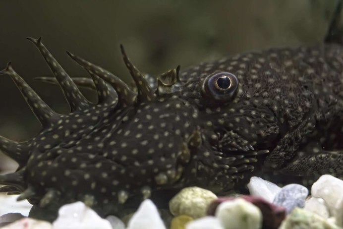 Agamyxis pectinifrons