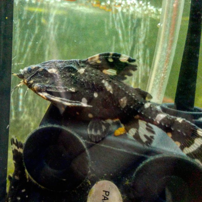 Колючий сомик