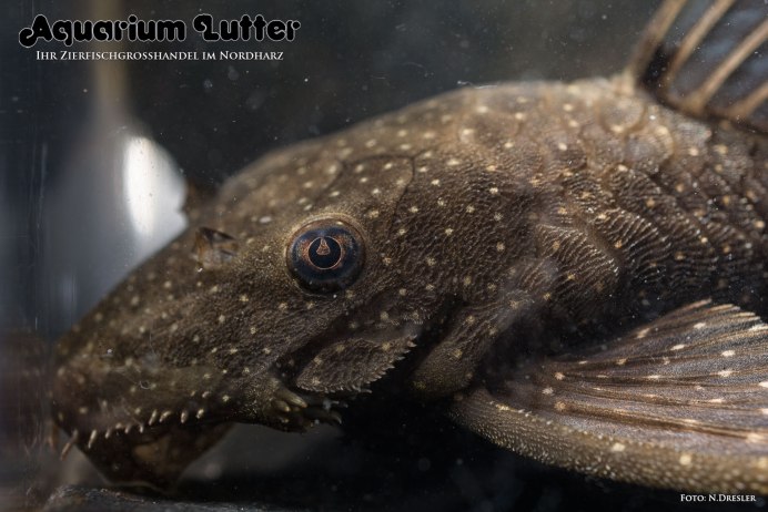Nannoplecostomus eleonorae