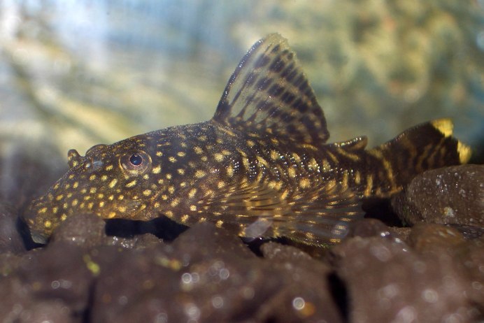 Acanthodoras spinosissimus
