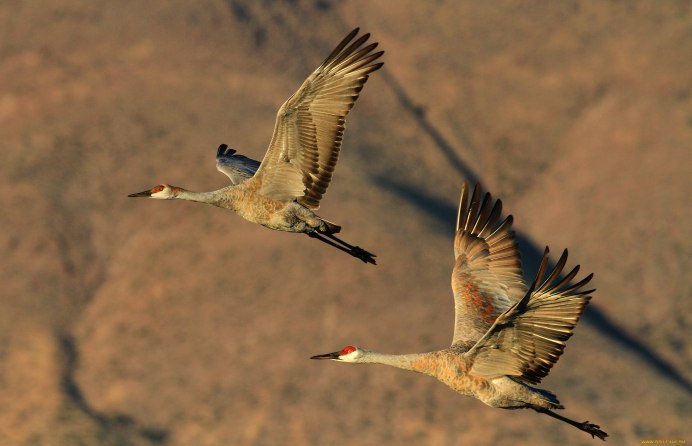 Журавль в полете