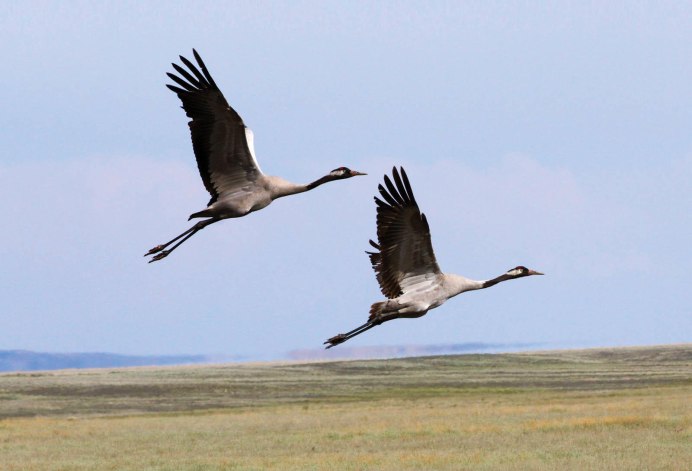 Журавль в полете