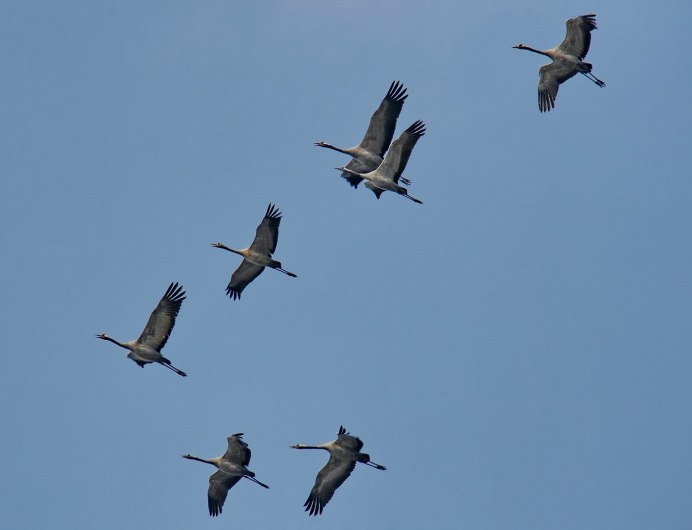 Стерх National Geographic