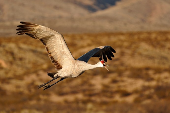 Японский журавль в полете