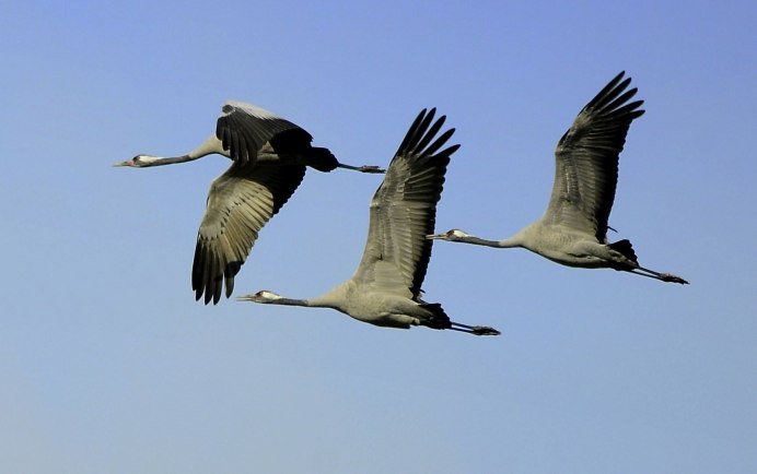 Серый журавль Стерх летит