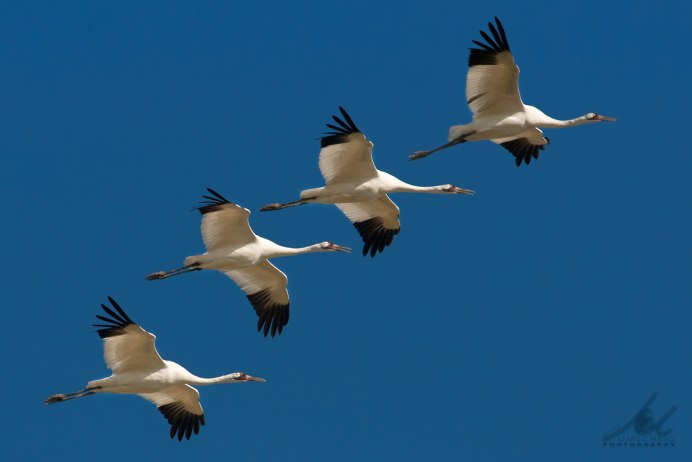 Серый журавль в полете