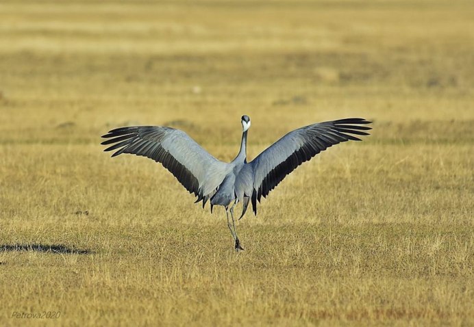 Серый журавль полет