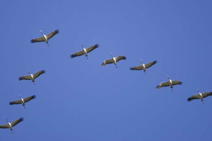 Интересные факты о аистах