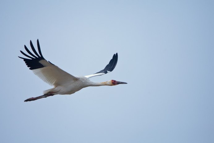 Полет журавлей