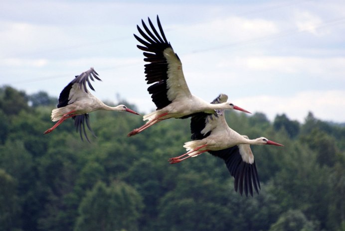 Белый журавль Стерх летящий