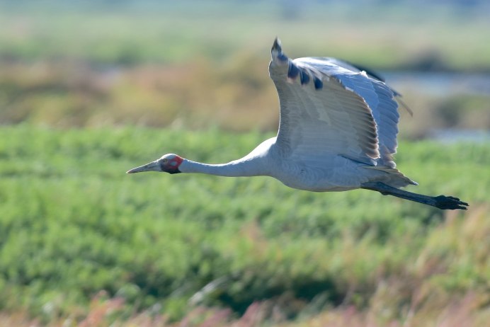 Полет журавлей