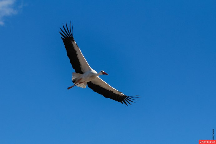 Курлычущие Журавли