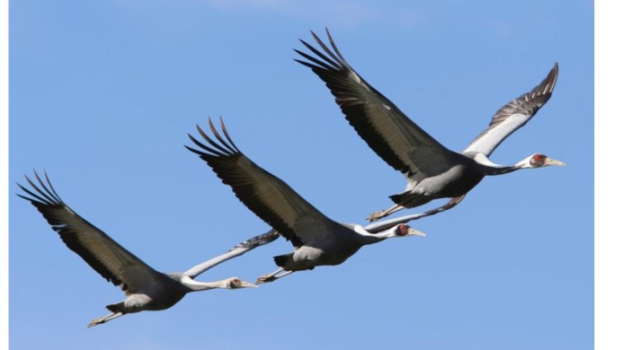 Аист в небе