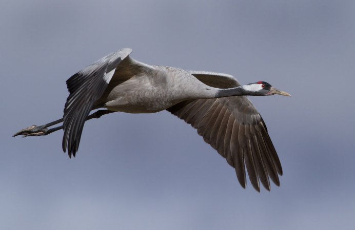 Журавль-красавка брачные танцы