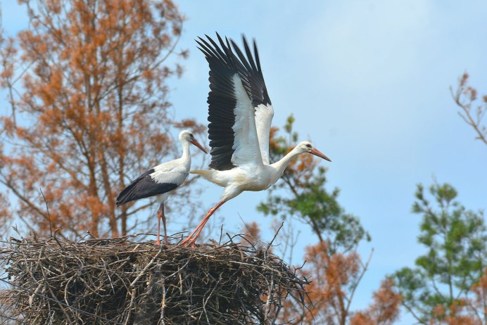 Журавль в полете