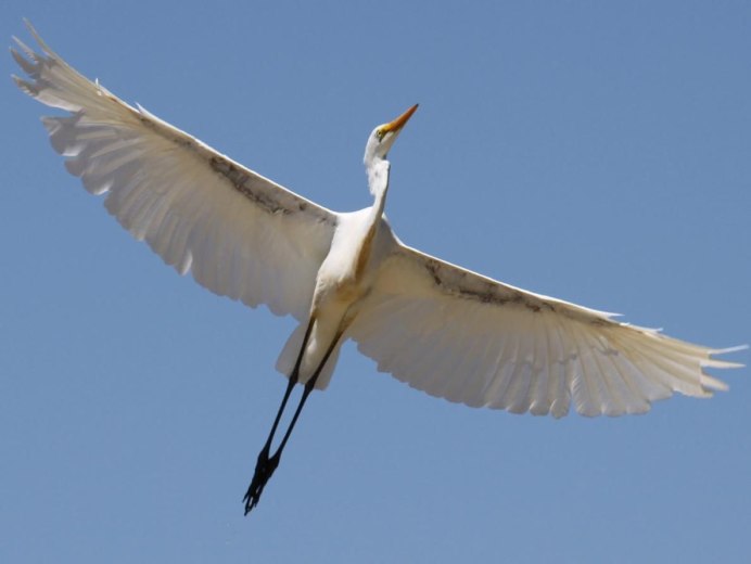 Голубоногая цапля