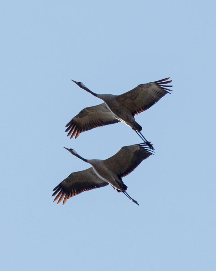 Стерх белый журавль танец