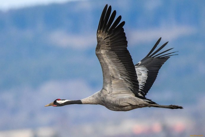 Журавль в полете