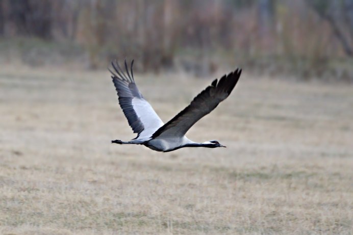 Серый журавль Стерх летит