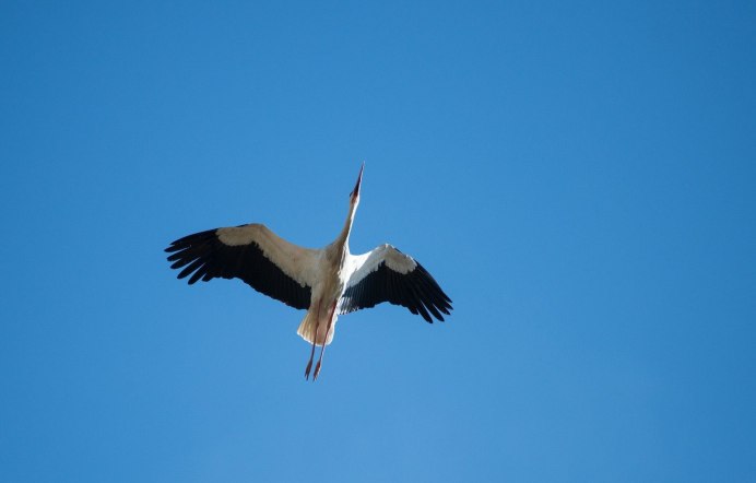 Журавли в поле