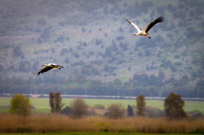 Серый журавль Клин