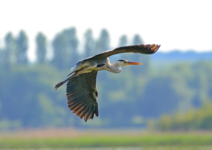 Белый журавль Стерх летящий
