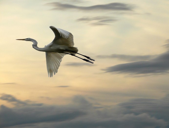 Серый журавль полет