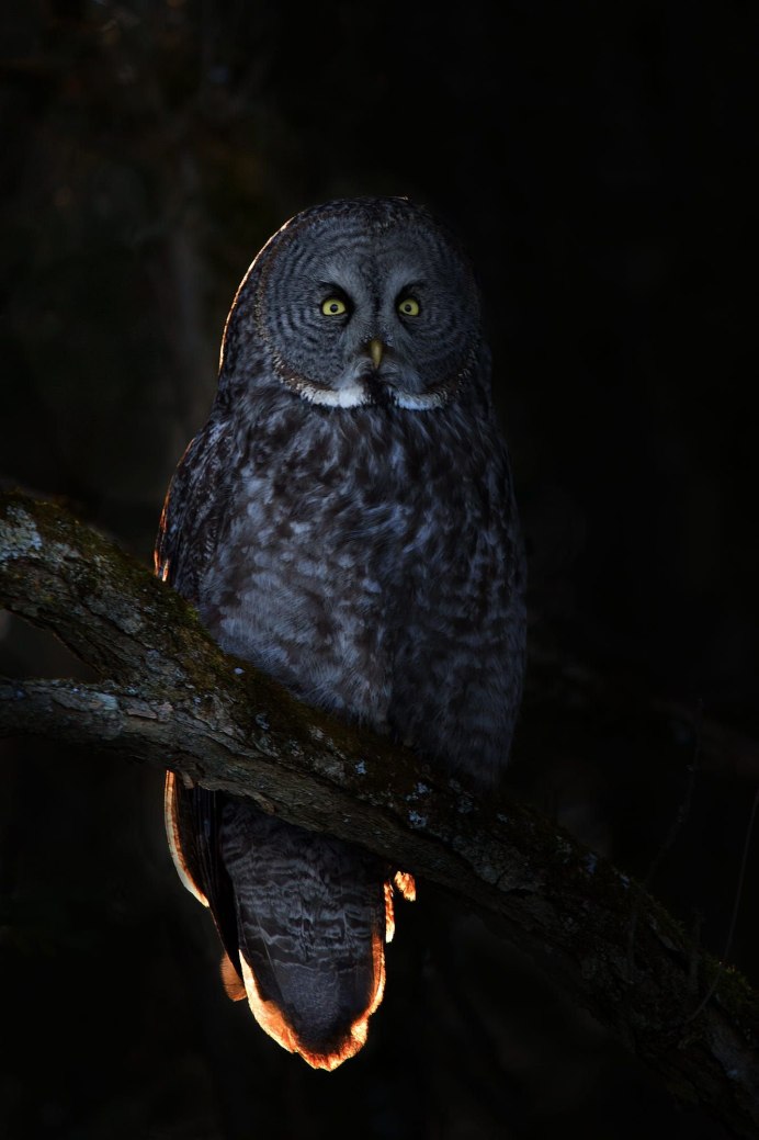 Ночная Сова.(Night Owl).1993