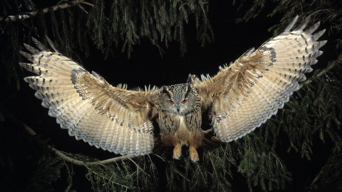 Филин (the Owl) 1991