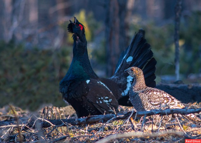 Глухарь (Tetrao urogallus)