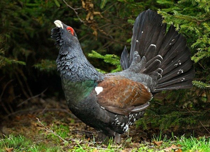 Чернобрюхий Глухарь Tetrao urogallus Major