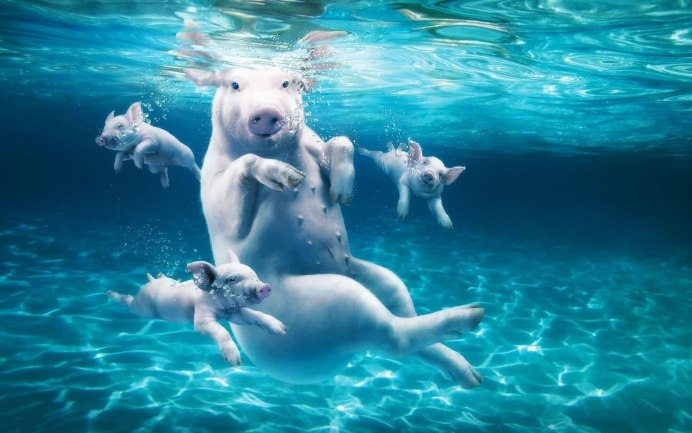 Свинья в воде