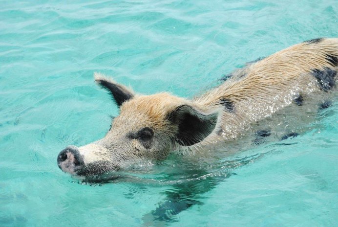 Поросенок на море