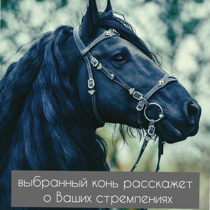 Черный конь