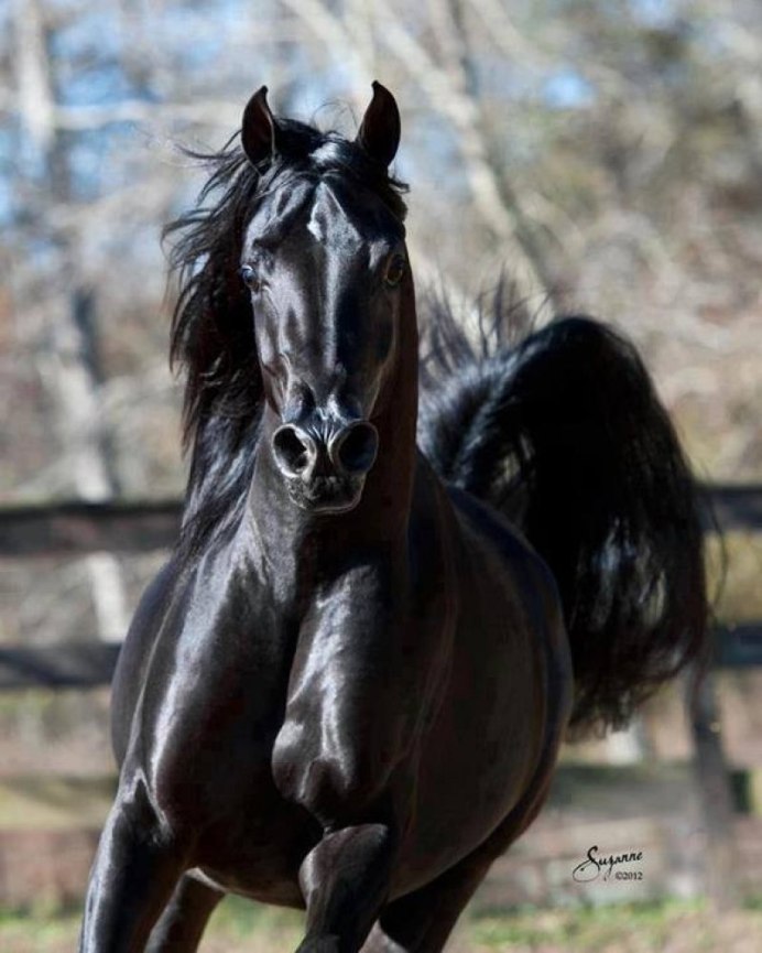 Black Stallion порода