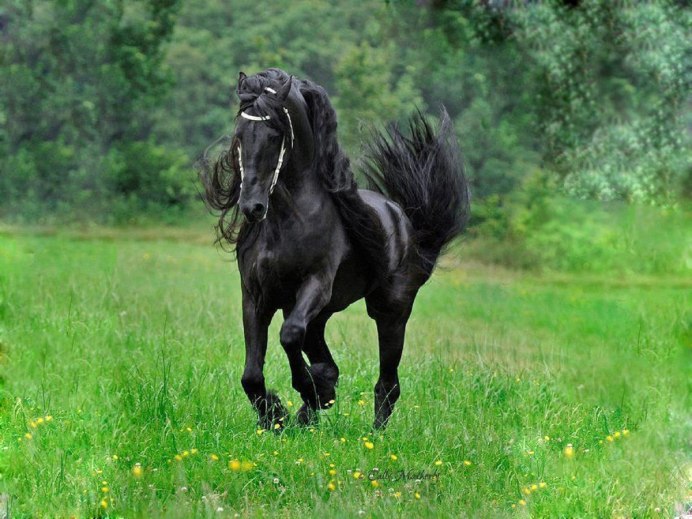 Лошадь Фредерик Великий