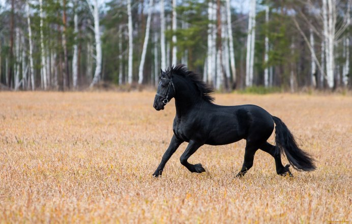 Темная лошадь