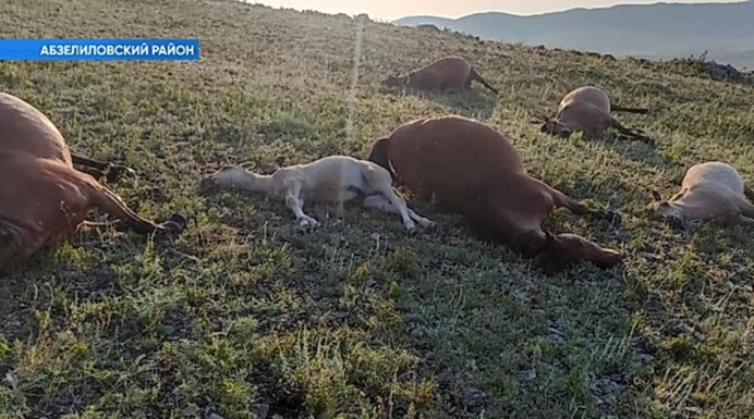 Лошадь напала на ребенка видео