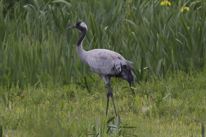 Серый журавль Grus Grus