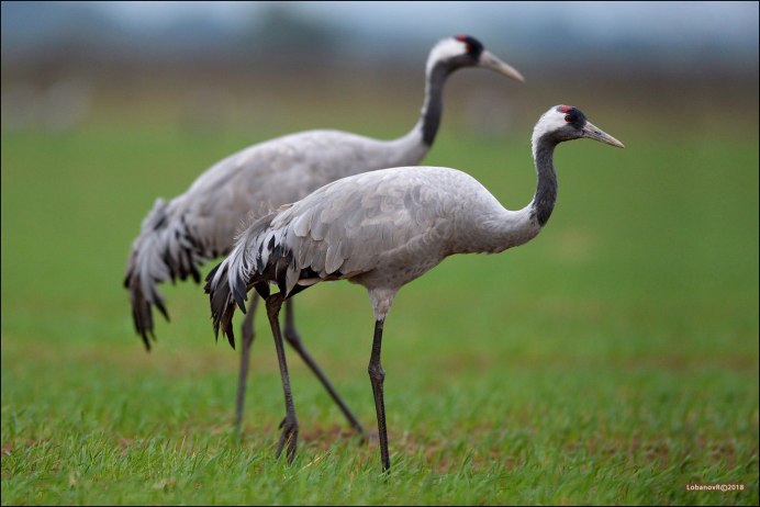 Японский (Уссурийский) журавль Grus japonensis (Muller, 1776)