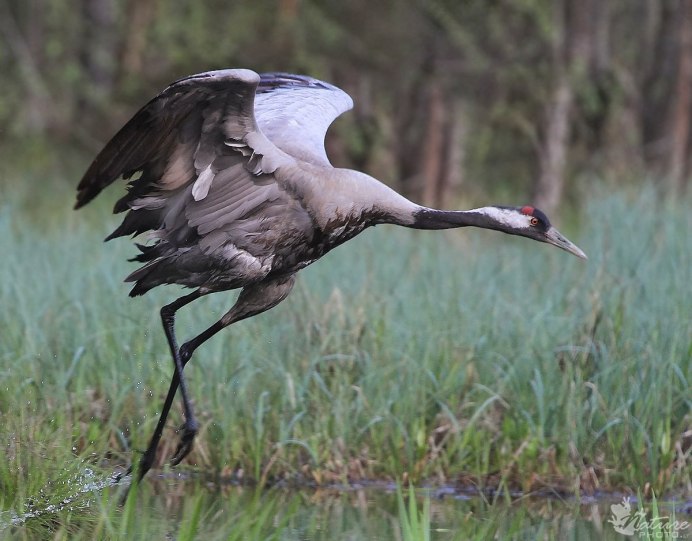 Японский (Уссурийский) журавль Grus japonensis