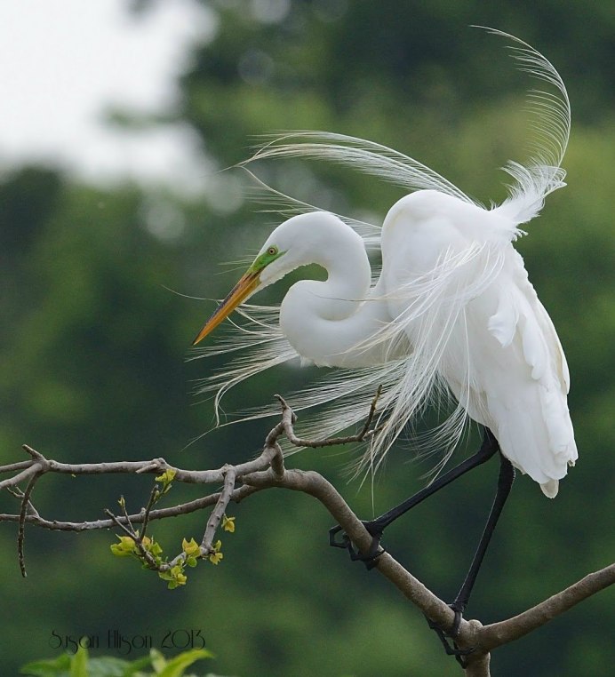 Большая белая цапля (Ardea Alba)