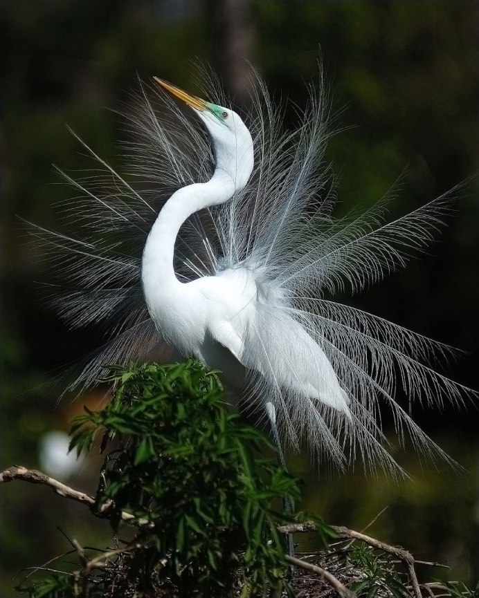 Большая белая цапля Egretta Alba