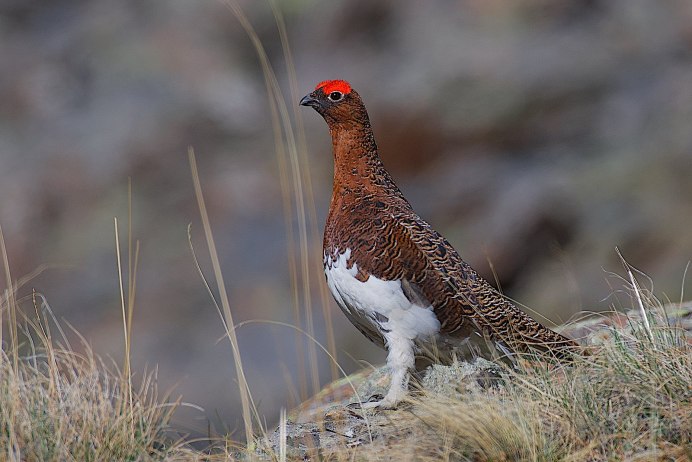 Alectoris Rufa