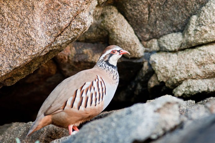 Серая куропатка (Perdix Perdix)