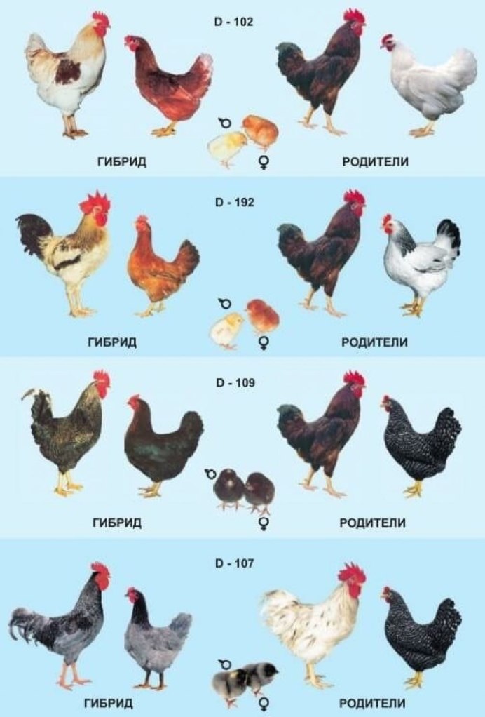 Доминант Маран цыплята
