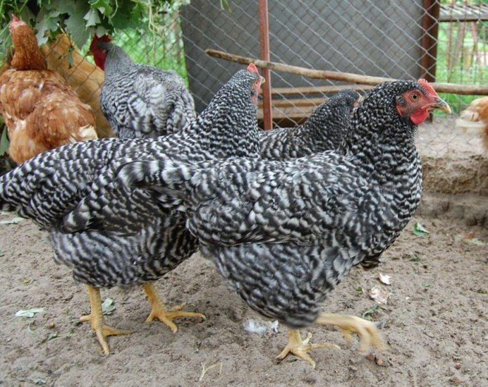 Куры несушки породы Доминант
