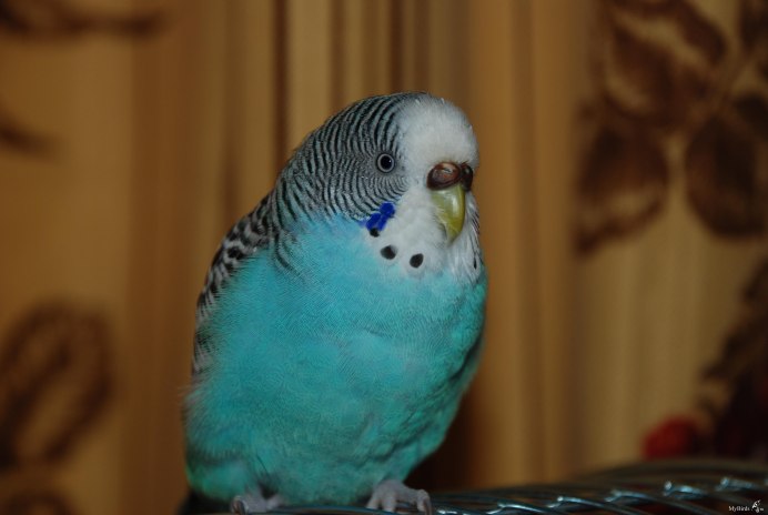 Волнистый попугайчик голубой