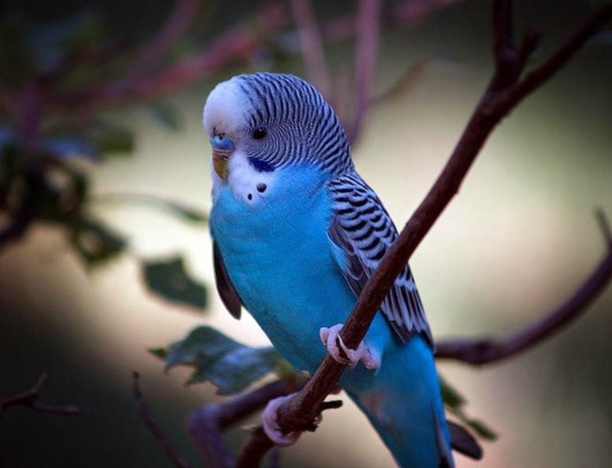 Волнистый попугай синий
