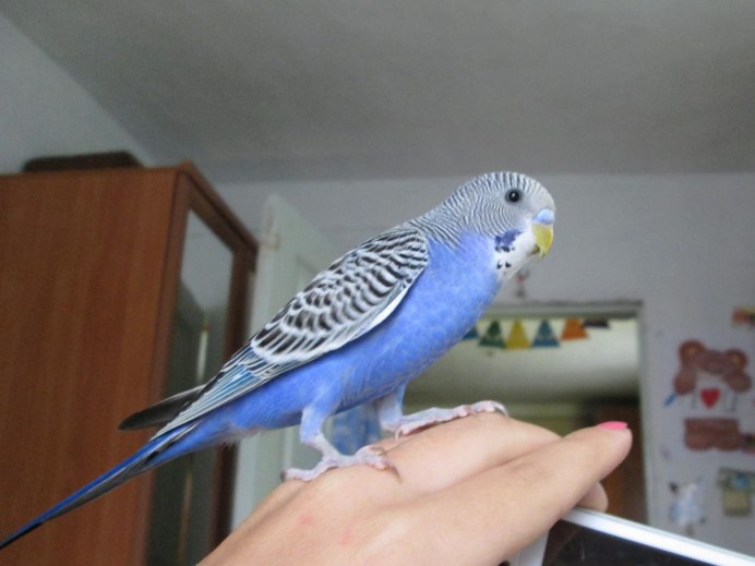 Волнистый попугайчик мальчик